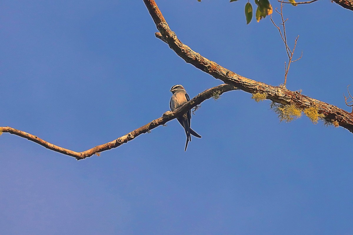 Moustached Treeswift - ML627385460