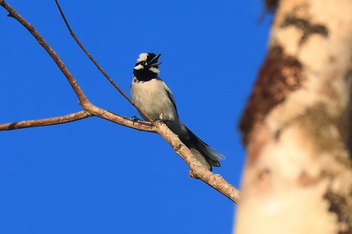 White-naped Monarch - ML627385482