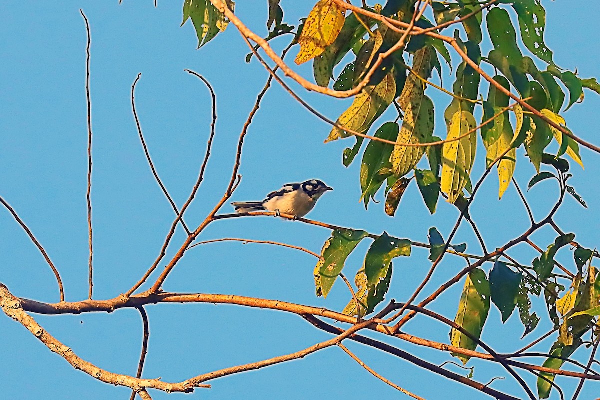 White-naped Monarch - ML627385483