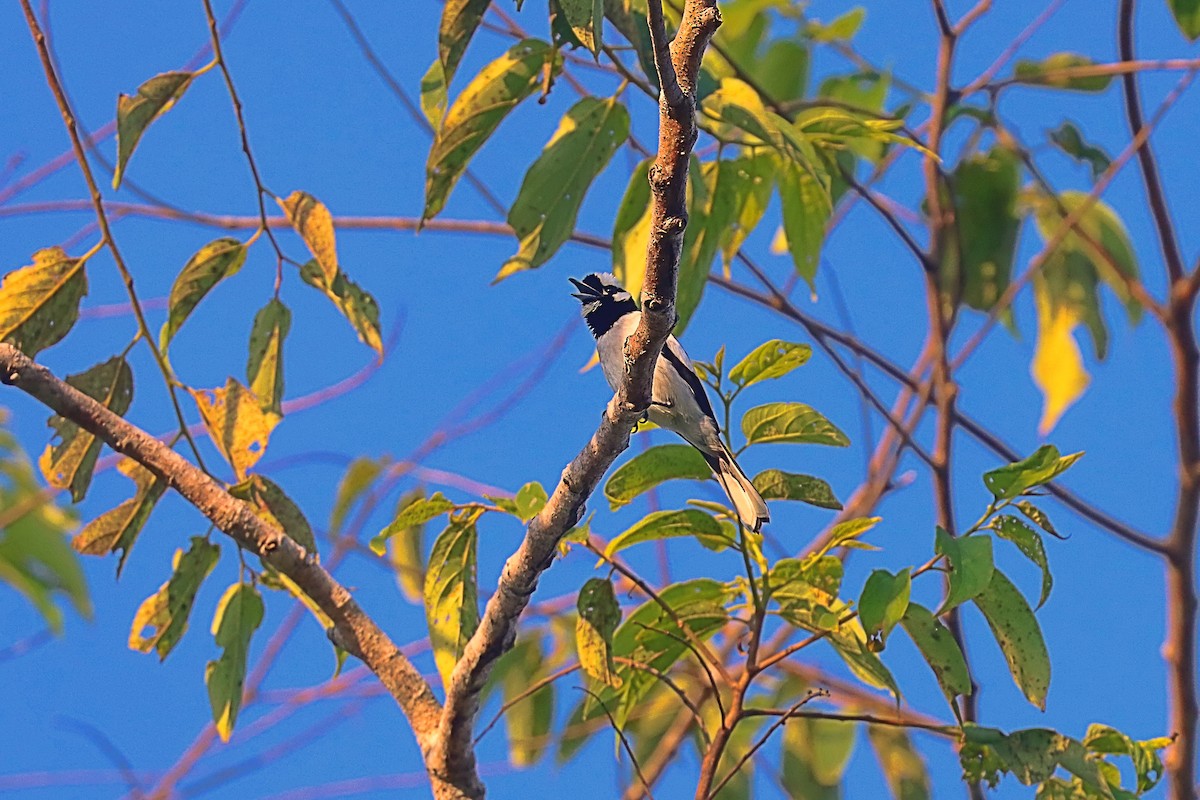 White-naped Monarch - ML627385484