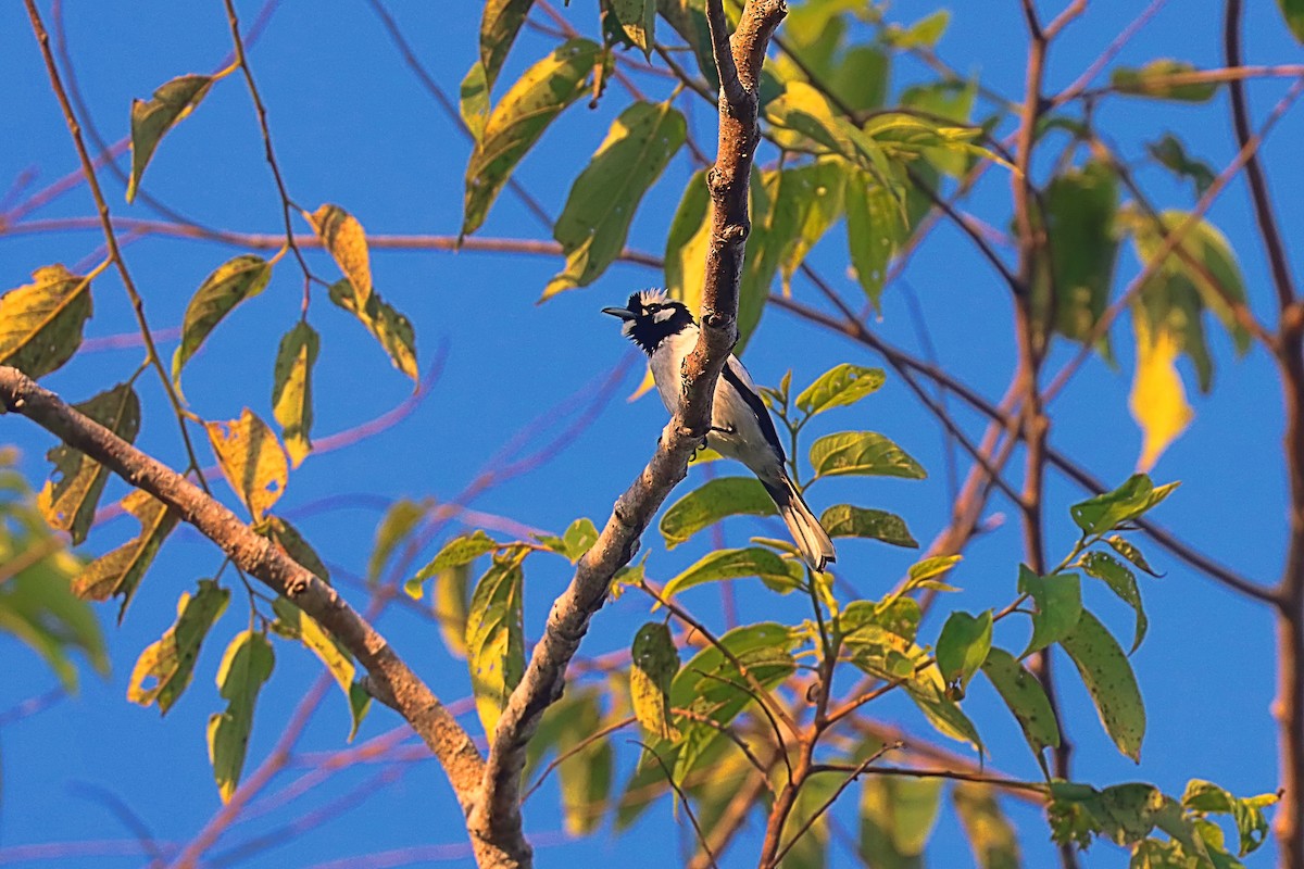 White-naped Monarch - ML627385485