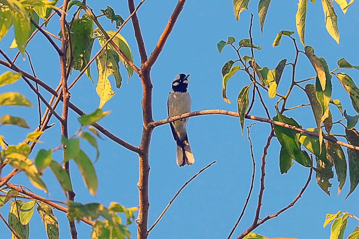 White-naped Monarch - ML627385486