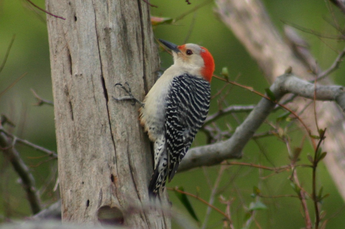 Red-bellied Woodpecker - David  Clark