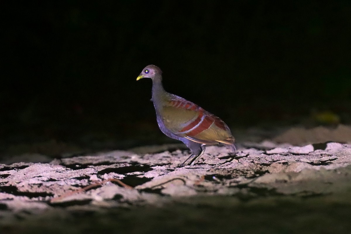 Moluccan Megapode - ML627385533