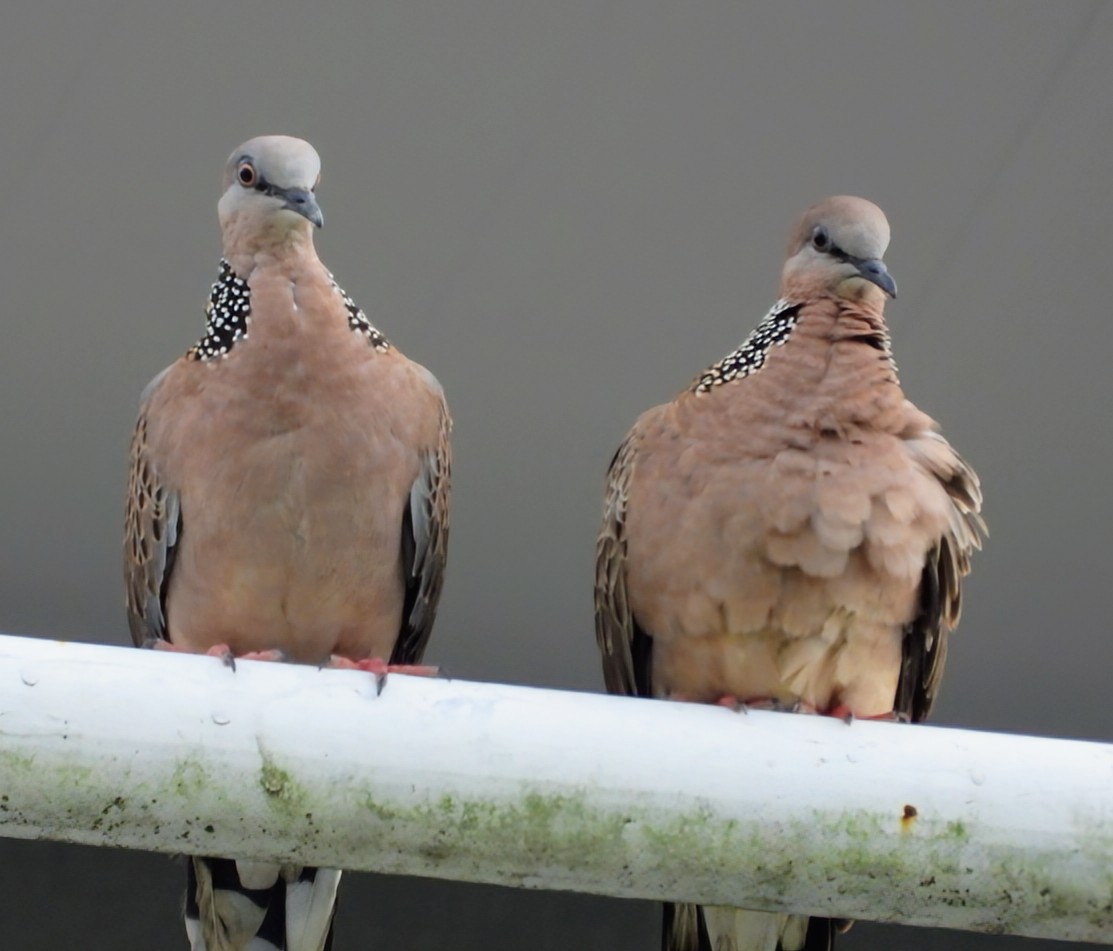 Spotted Dove - ML627385676