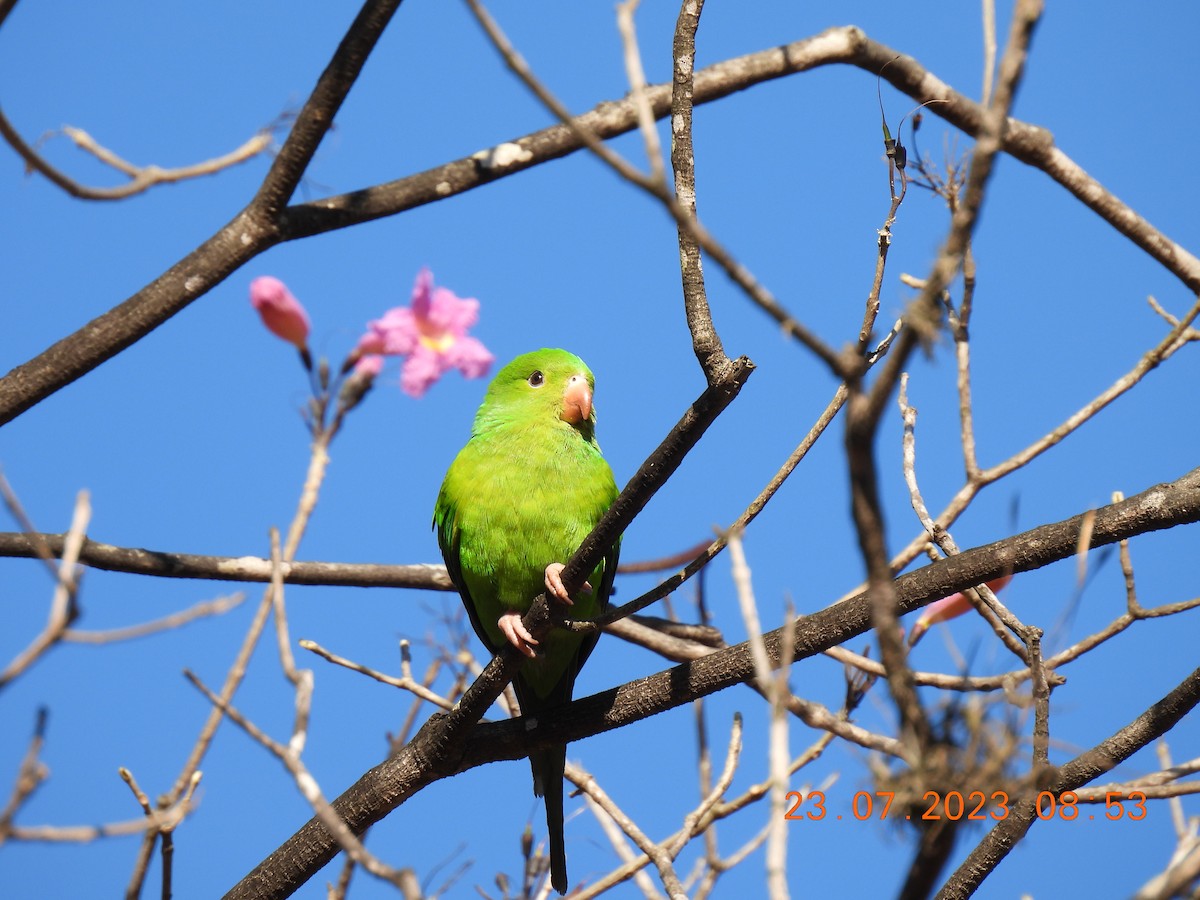 Plain Parakeet - ML627385744