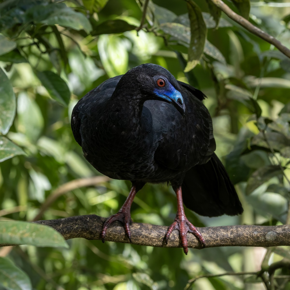 Schwarzguan - ML627385863