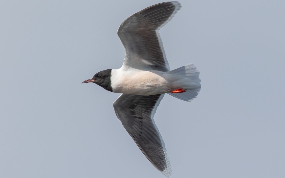 dvergmåke - ML627386090
