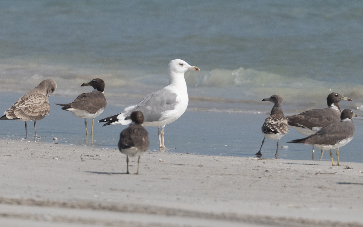Caspian Gull - ML627386130