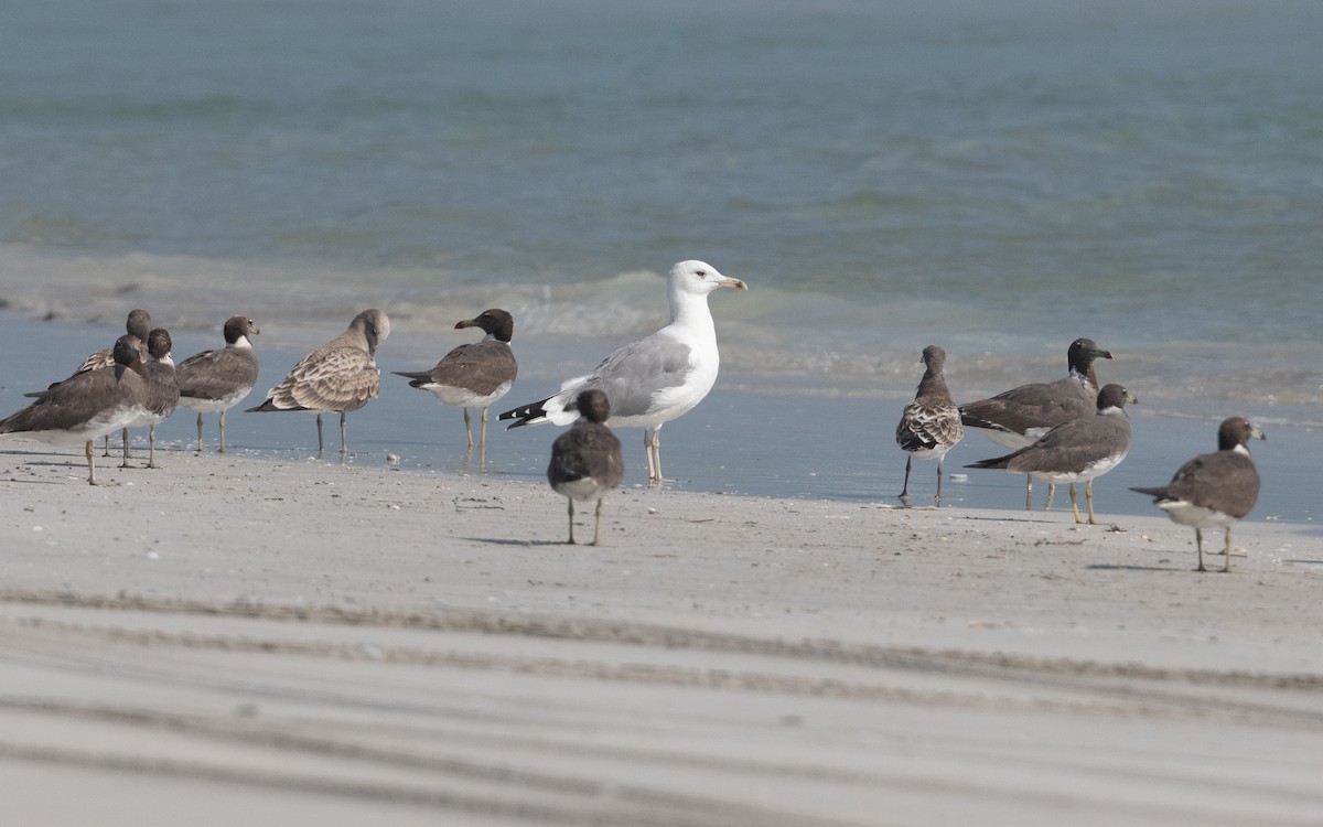 Caspian Gull - ML627386132