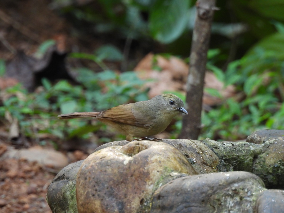 Brown-cheeked Fulvetta - ML627386133