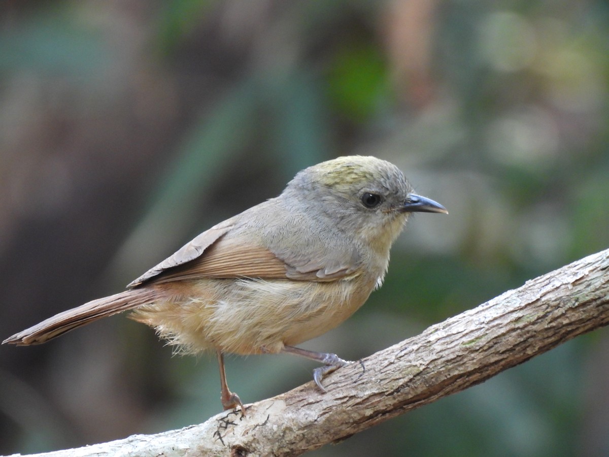 Brown-cheeked Fulvetta - ML627386135