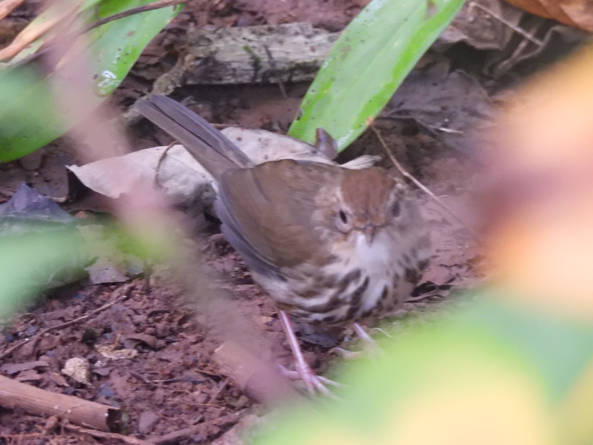 Puff-throated Babbler - ML627386145