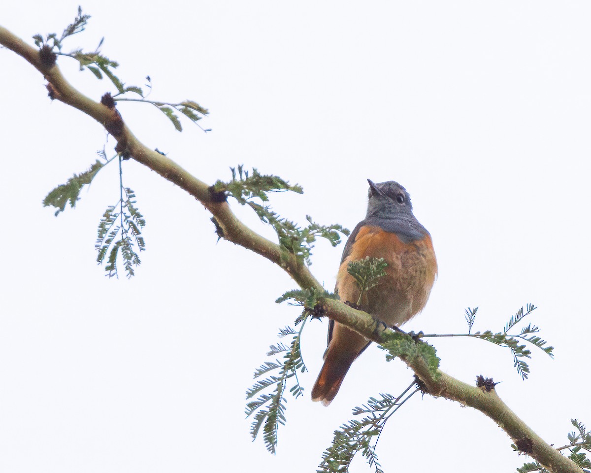 Little Rock-Thrush - ML627386146