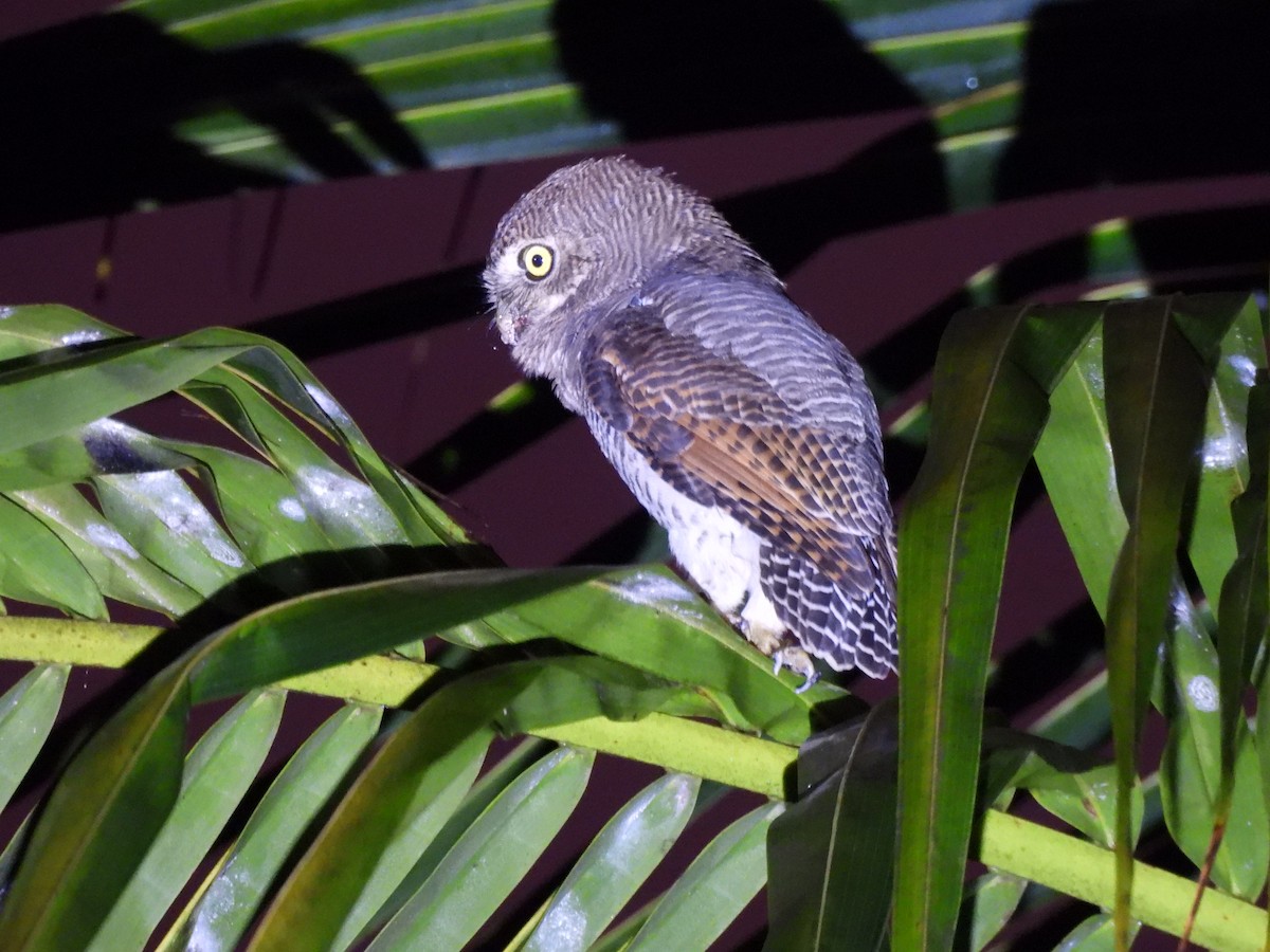 Jungle Owlet - ML627386155