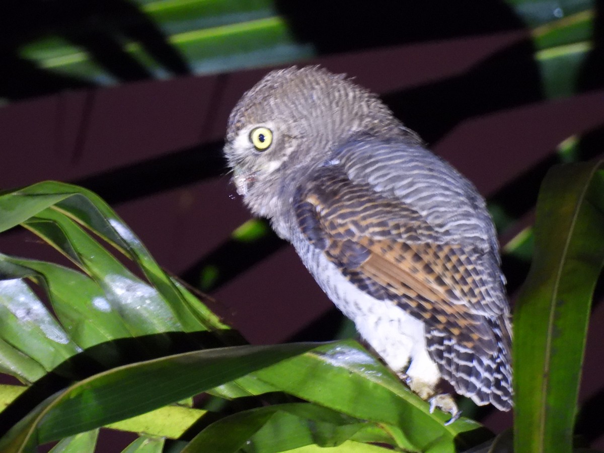 Jungle Owlet - ML627386156