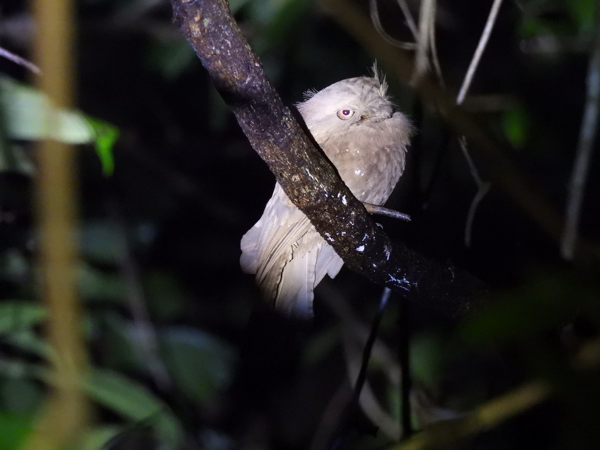 Sri Lanka Frogmouth - ML627386163