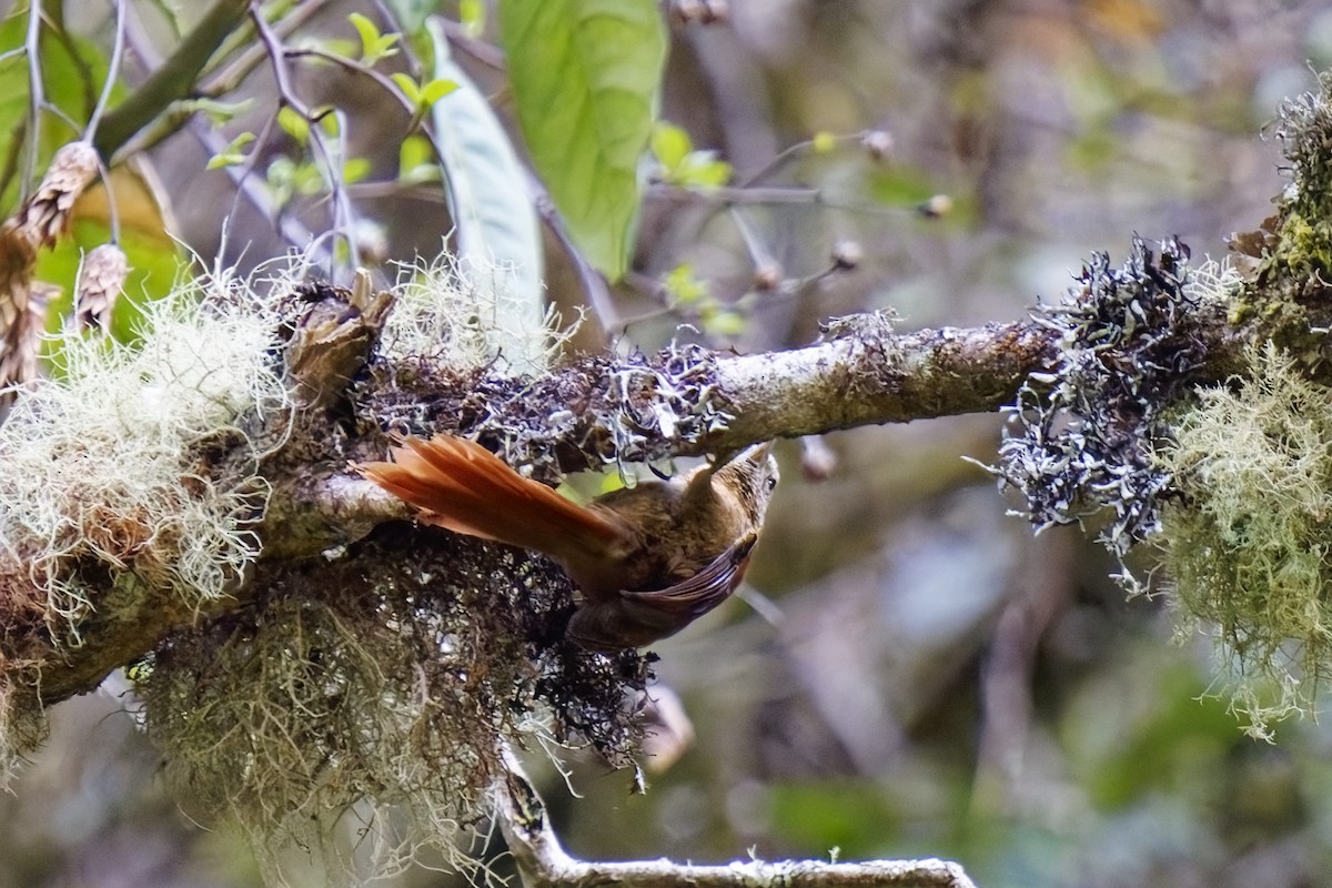 Russet-mantled Softtail - ML627386170