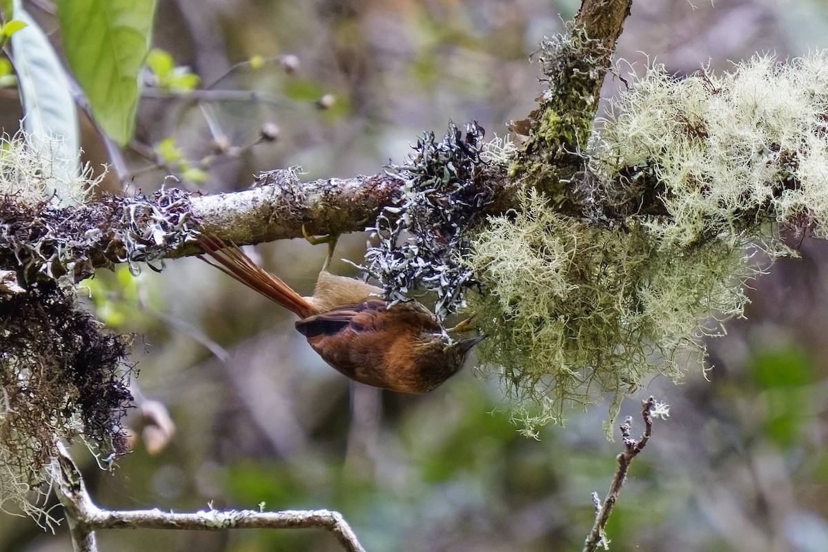 Russet-mantled Softtail - ML627386171