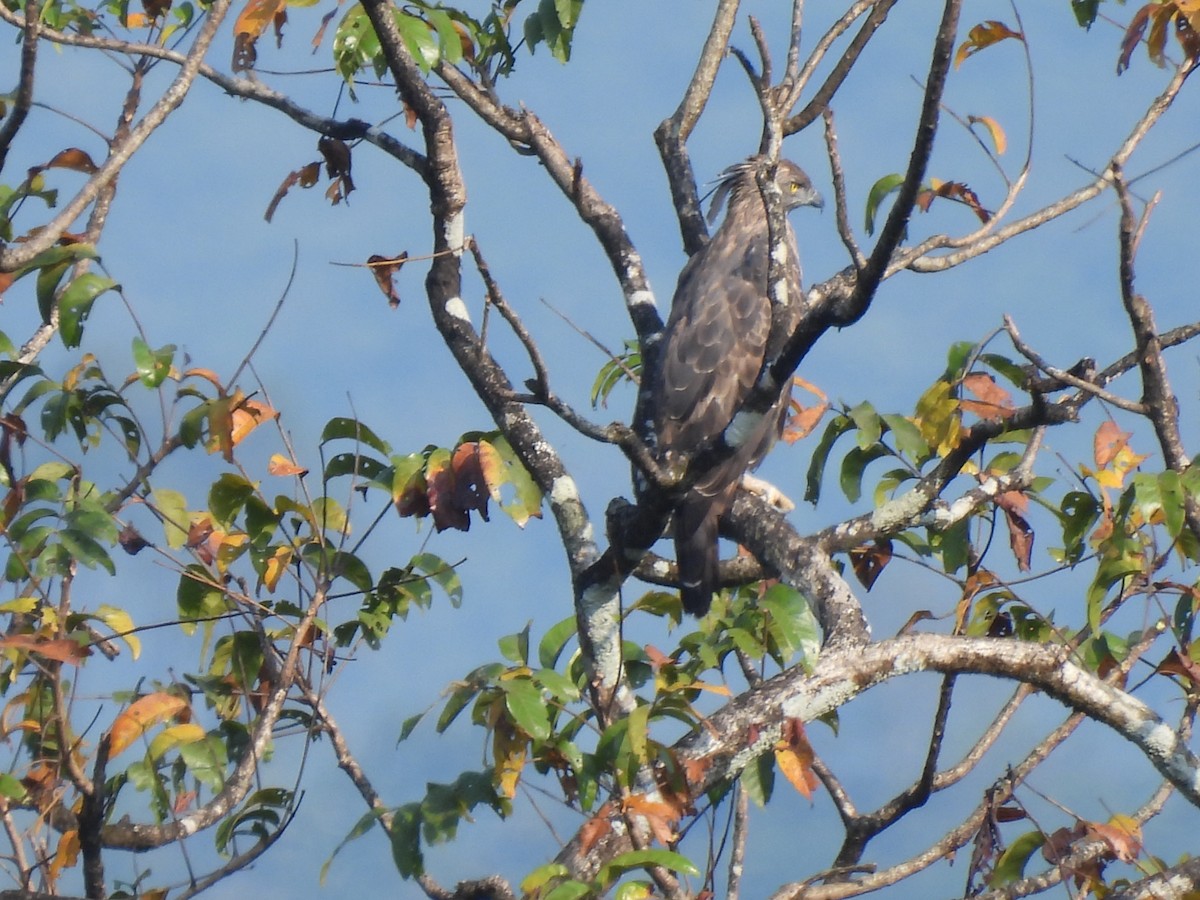 Changeable Hawk-Eagle - ML627386179