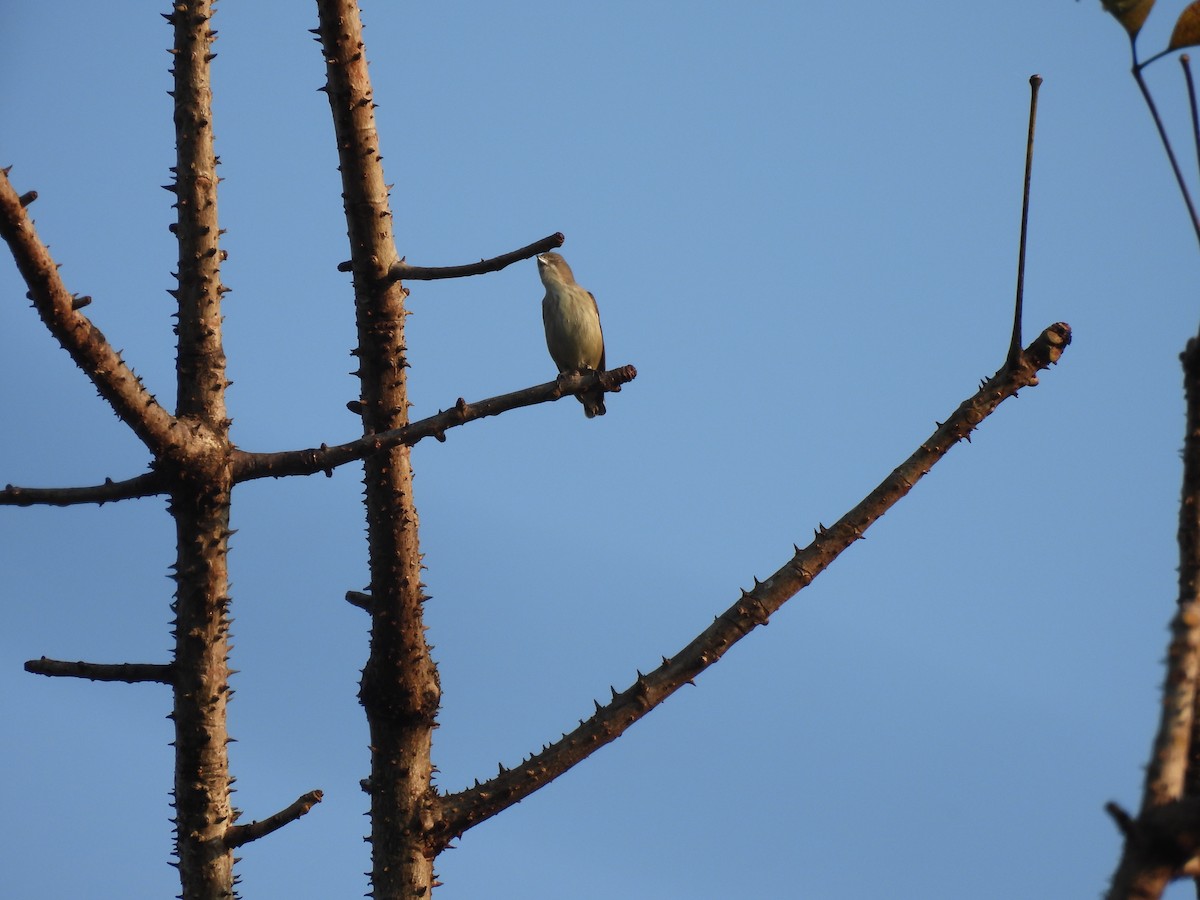 Thick-billed Flowerpecker - ML627386188