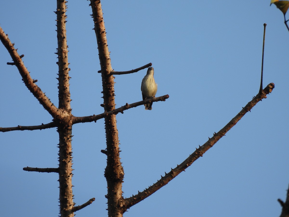 Thick-billed Flowerpecker - ML627386189