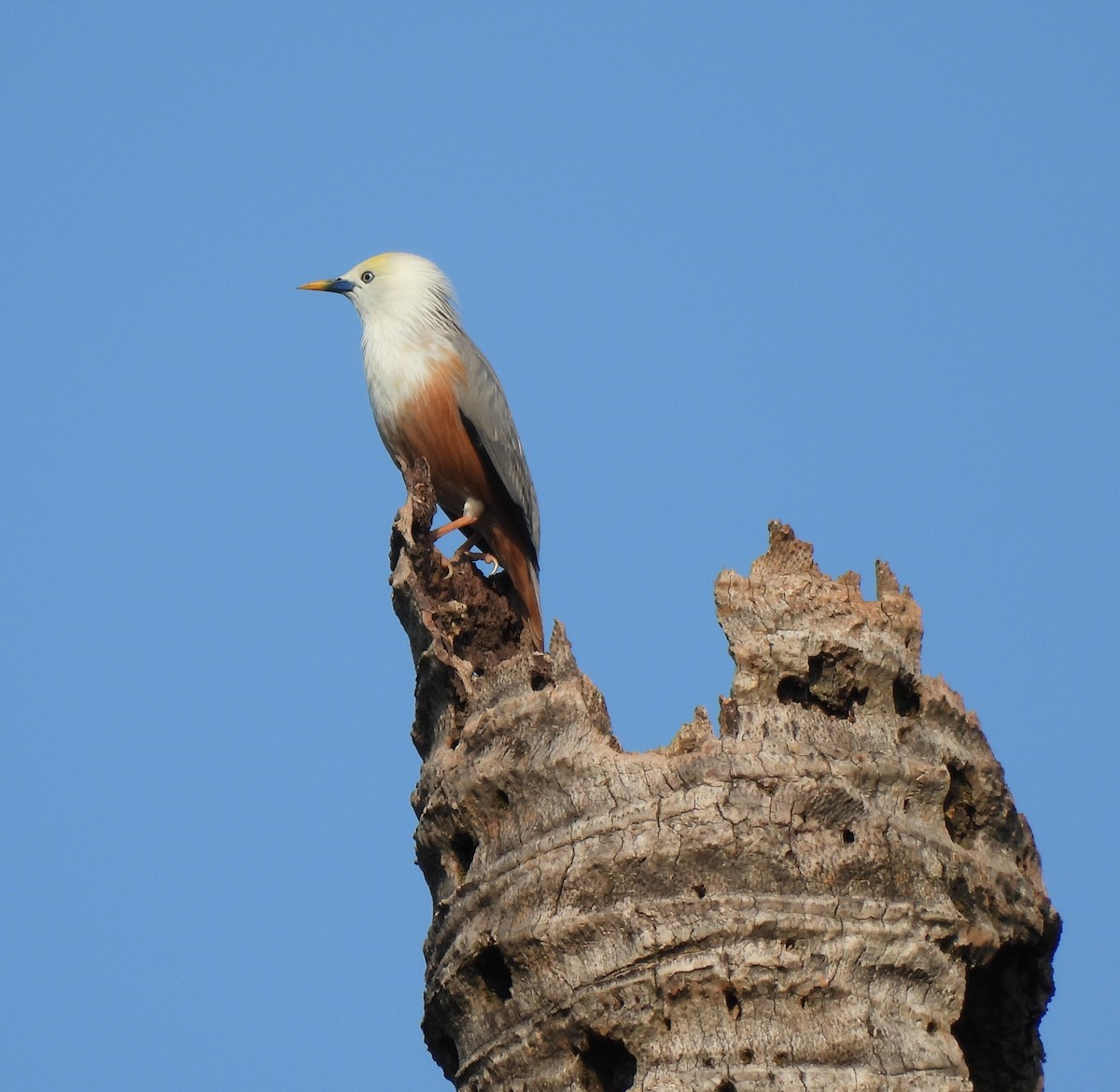 Malabar Starling - ML627386190