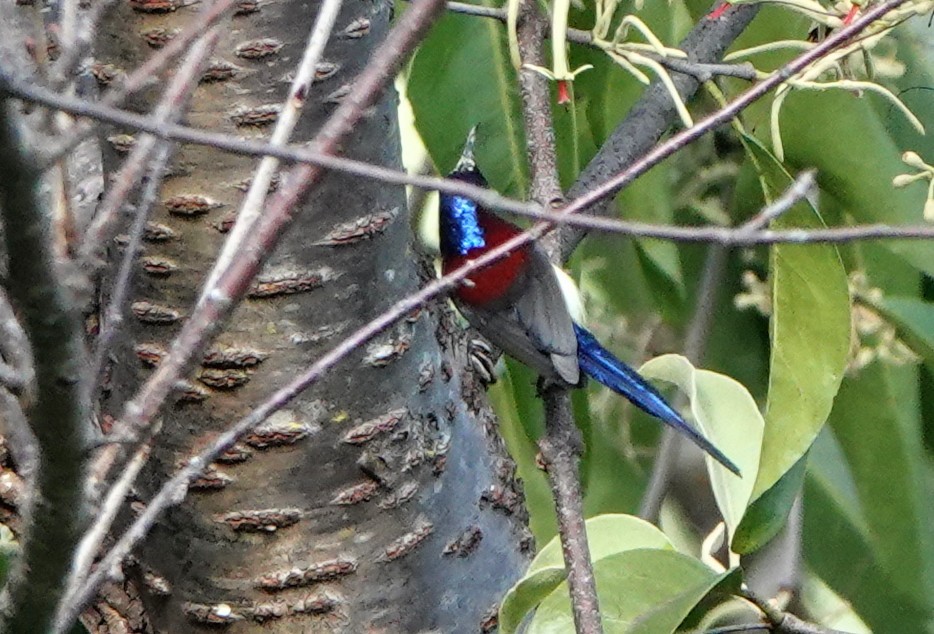 Black-throated Sunbird - ML627386202