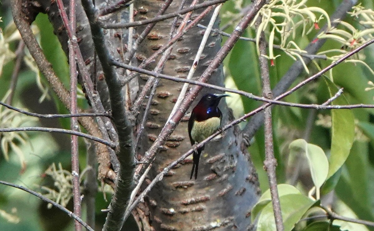 Black-throated Sunbird - ML627386203