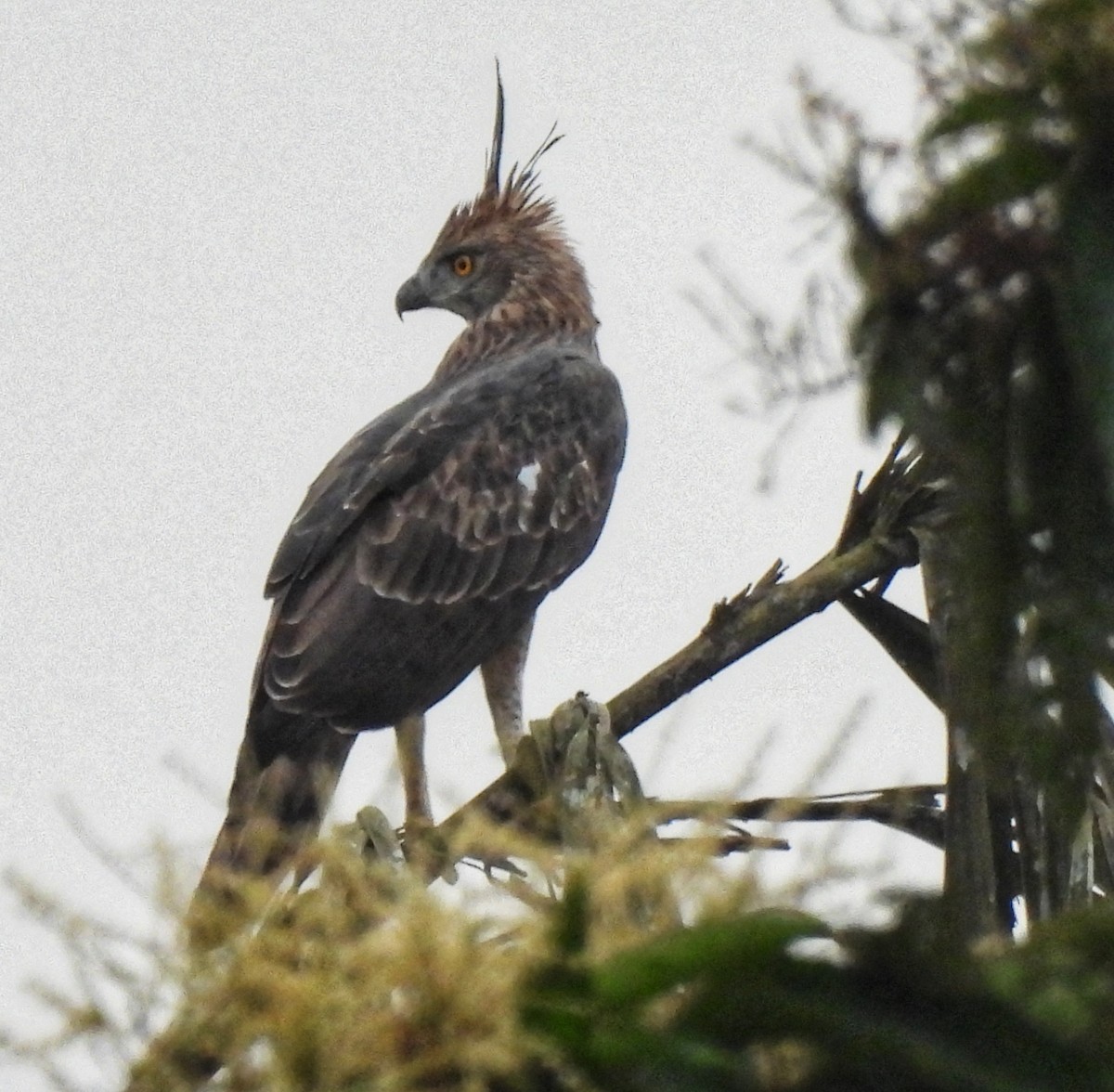 Changeable Hawk-Eagle - ML627386218