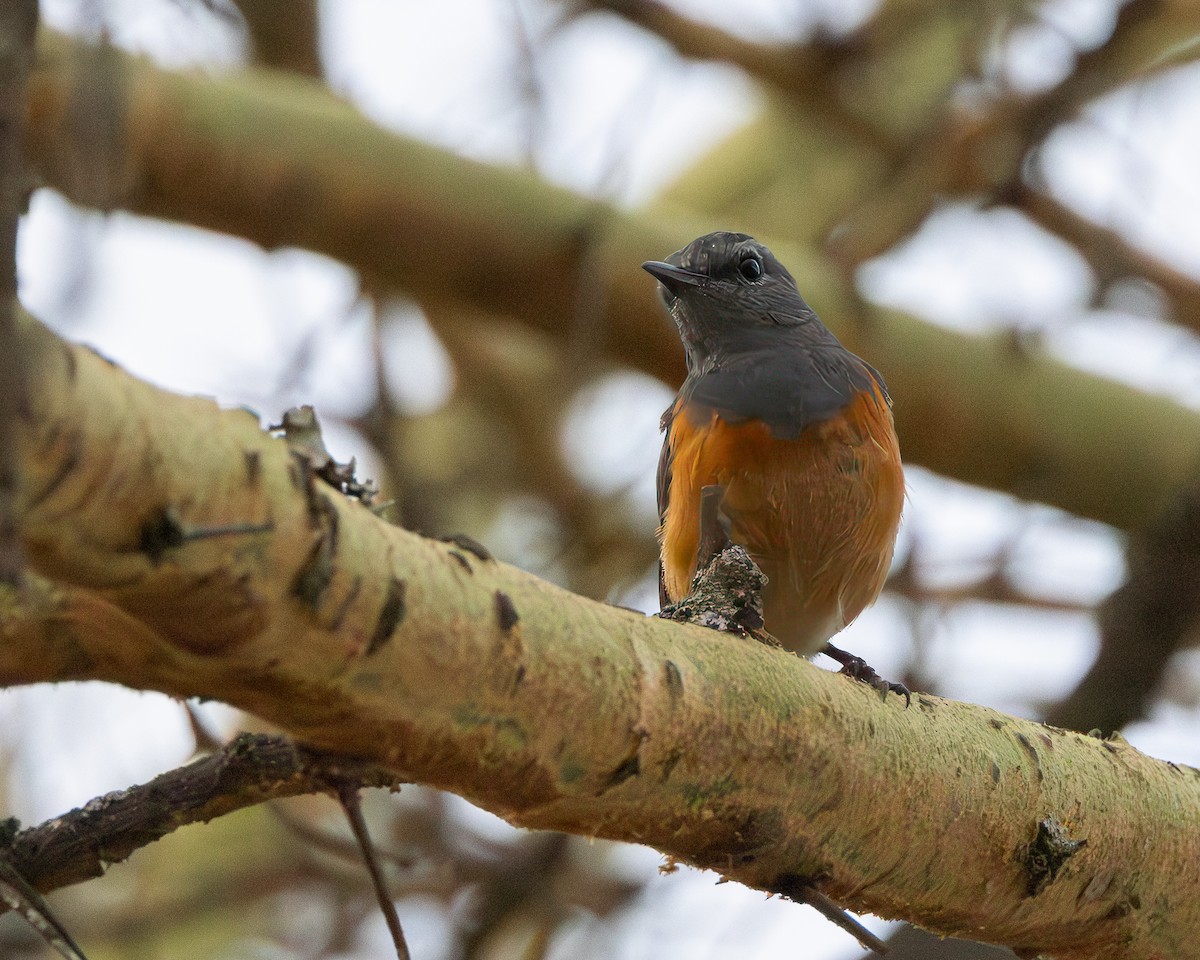 Little Rock-Thrush - ML627386230