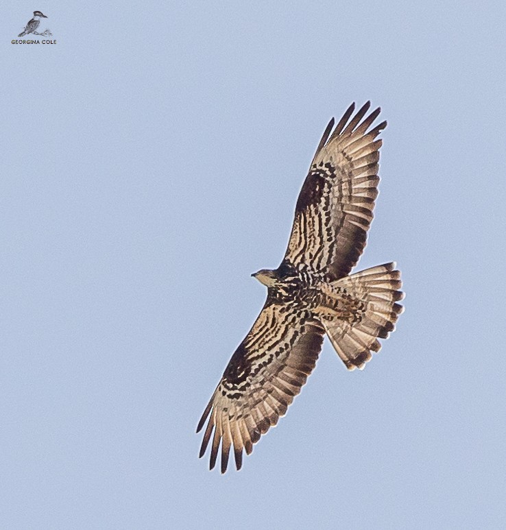 European Honey-buzzard - ML627386264