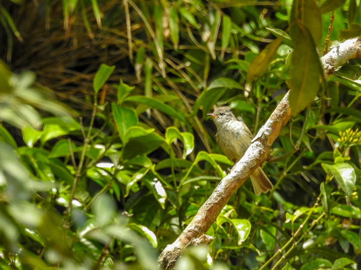 Southern Beardless-Tyrannulet - ML627386536