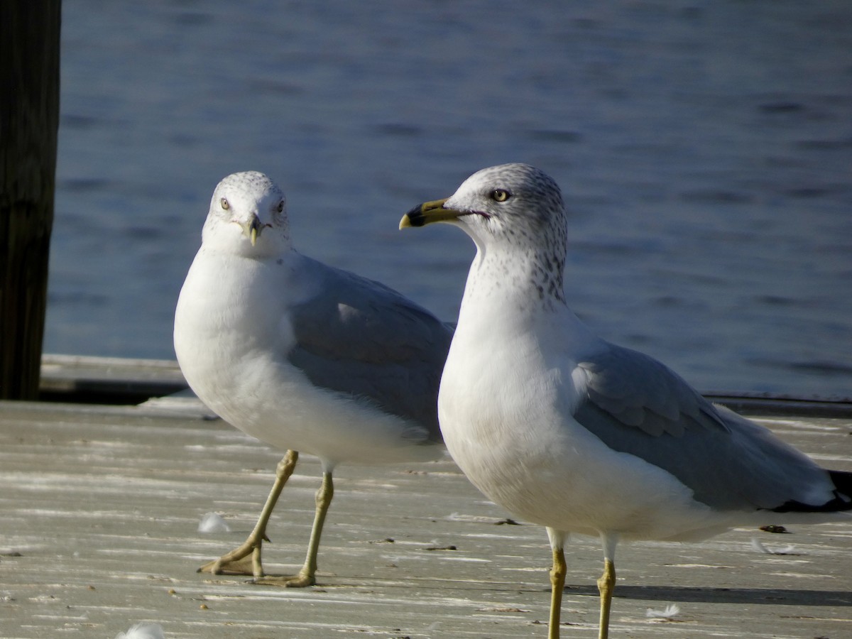 Ring-billed Gull - ML627386664