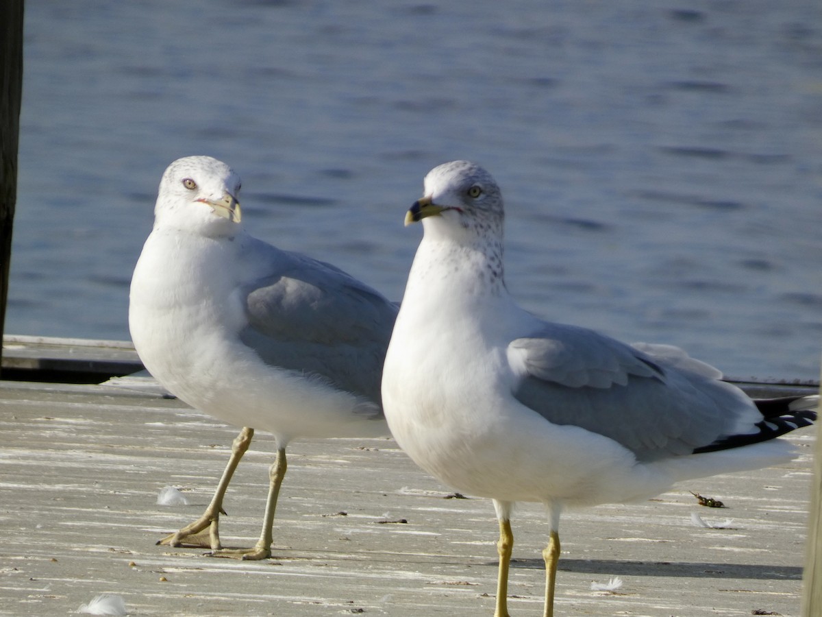Ring-billed Gull - ML627386665