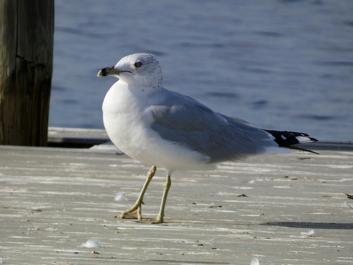 Ring-billed Gull - ML627386666