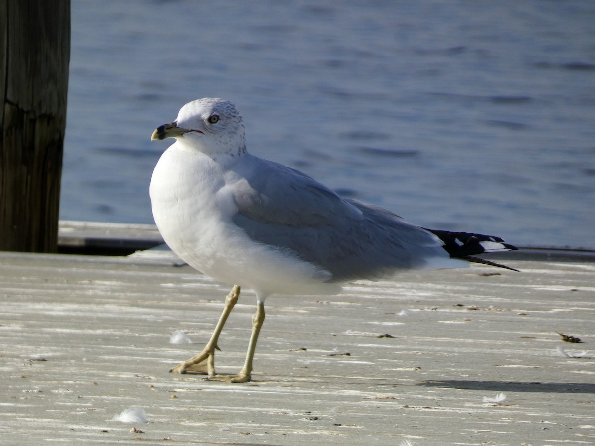 Ring-billed Gull - ML627386668