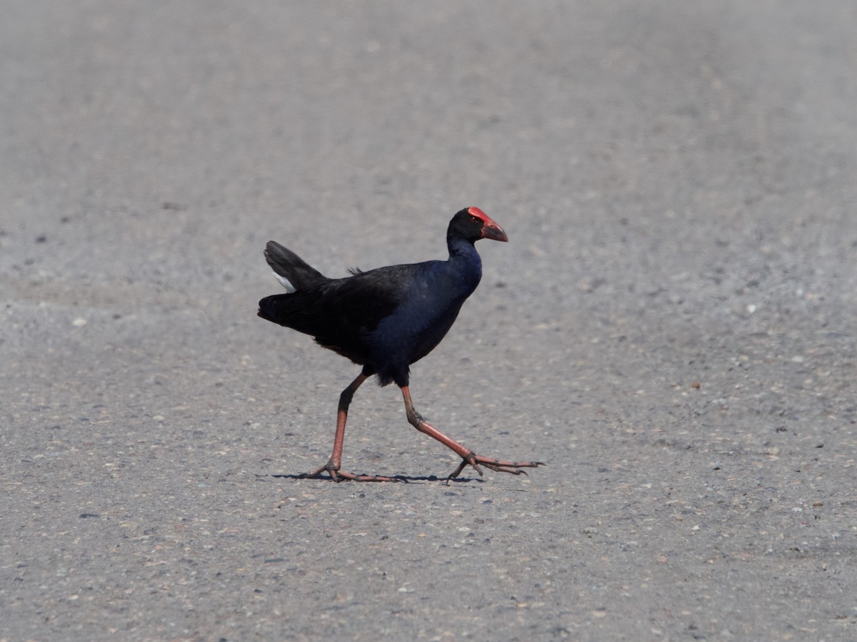 Australasian Swamphen - ML627386673
