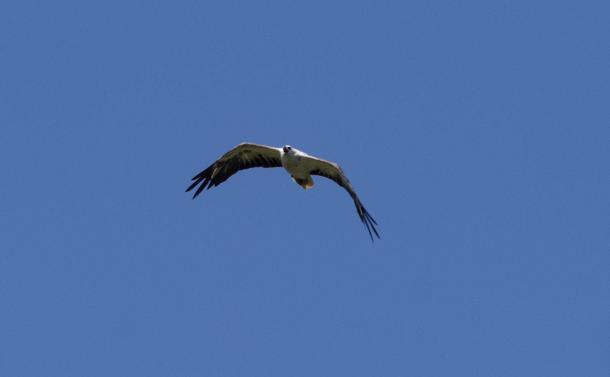 White-bellied Sea-Eagle - ML627386697