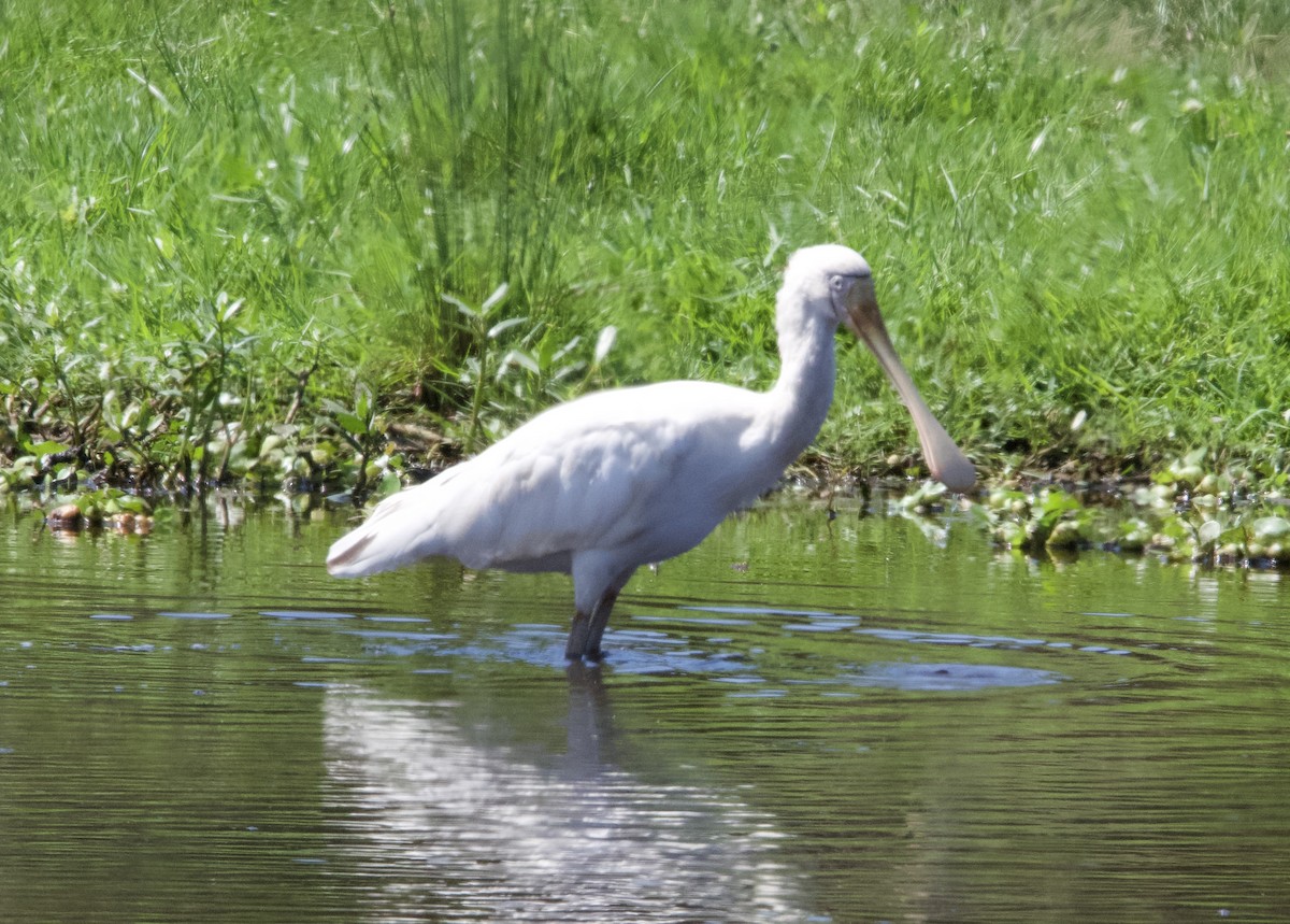 Yellow-billed Spoonbill - ML627386706