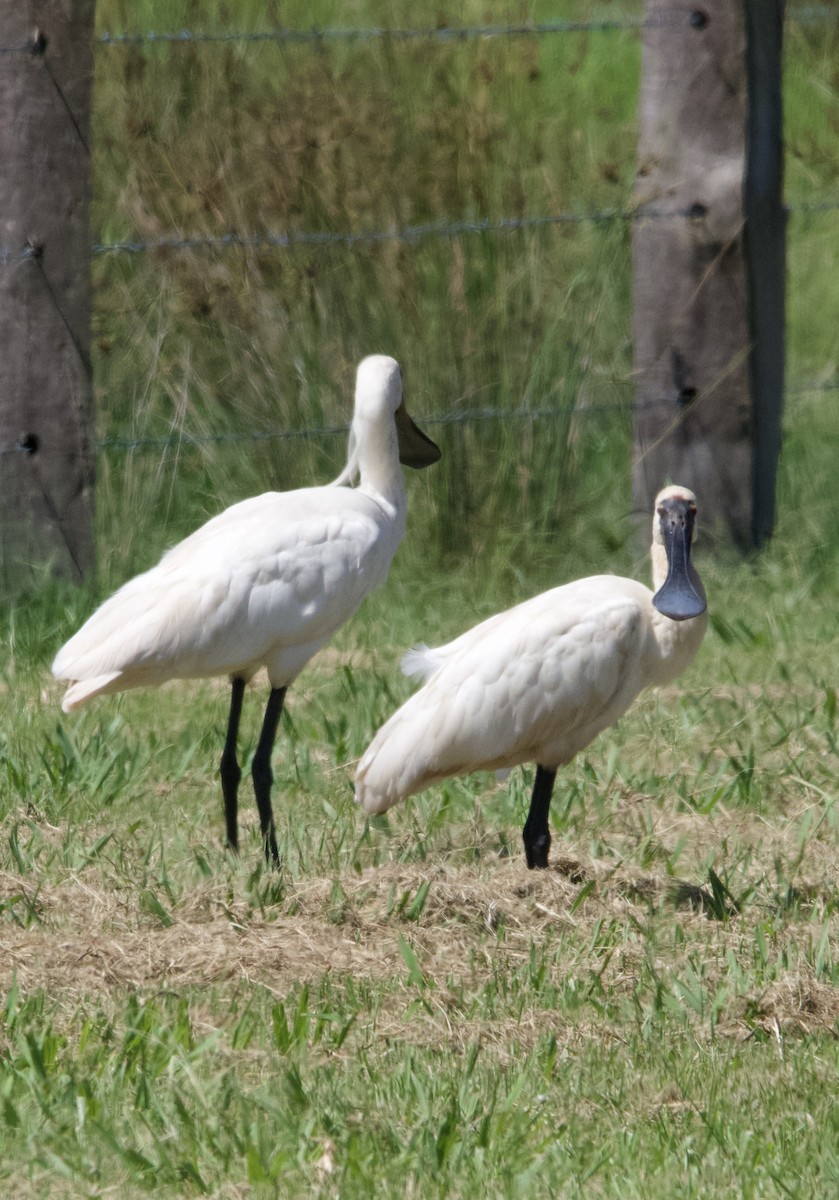 Royal Spoonbill - ML627386716