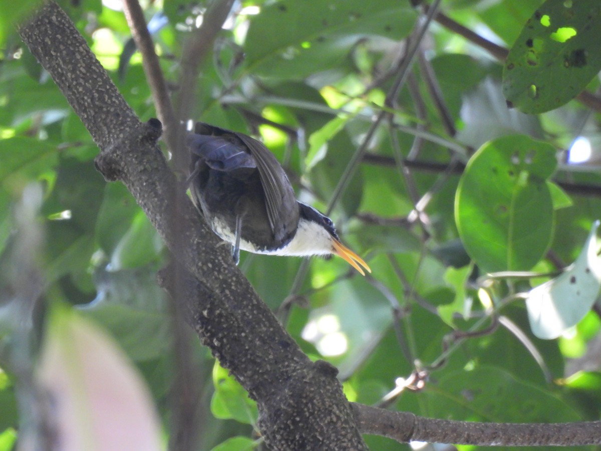 Indian Scimitar-Babbler - ML627386736