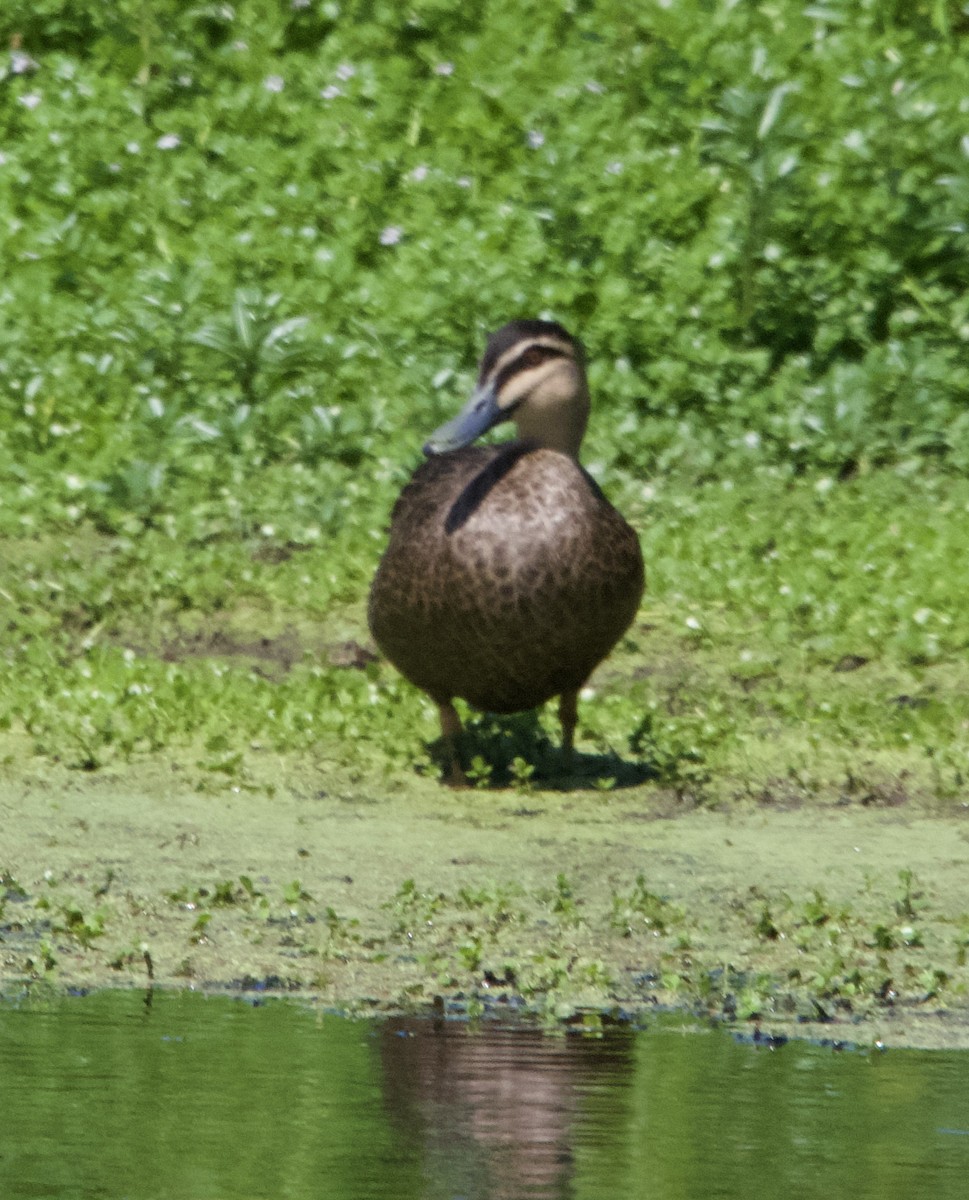 Pacific Black Duck - ML627386778