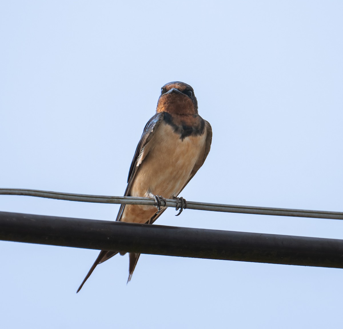 Barn Swallow (Buff-bellied) - ML627386785