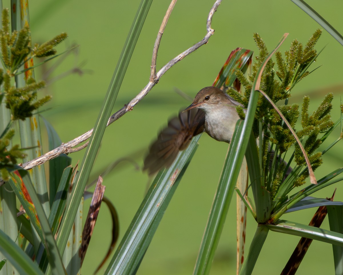 Lesser Swamp Warbler - ML627386805