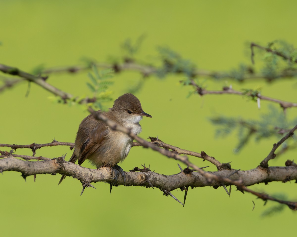 Lesser Swamp Warbler - ML627386877