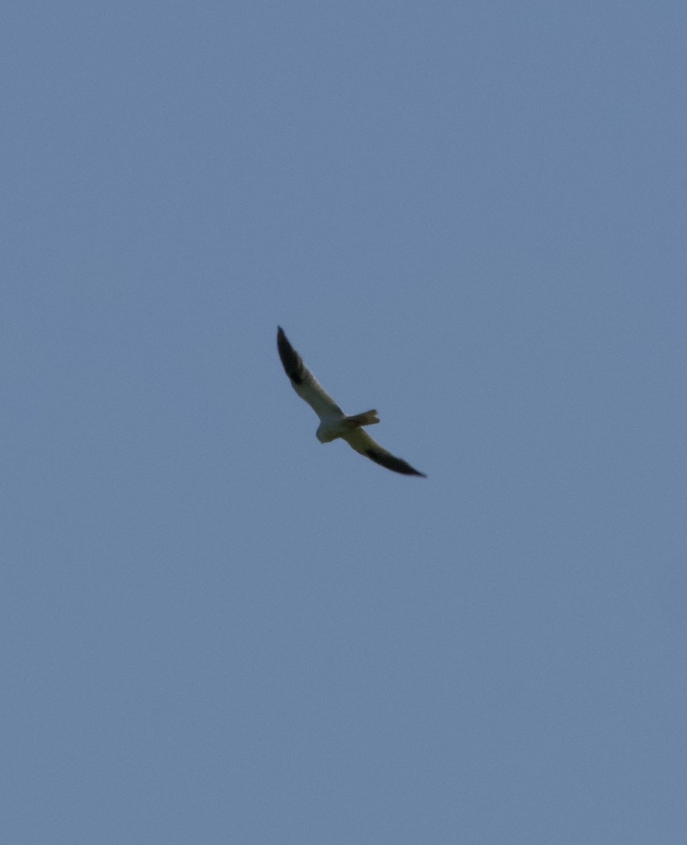 Black-shouldered Kite - ML627386897