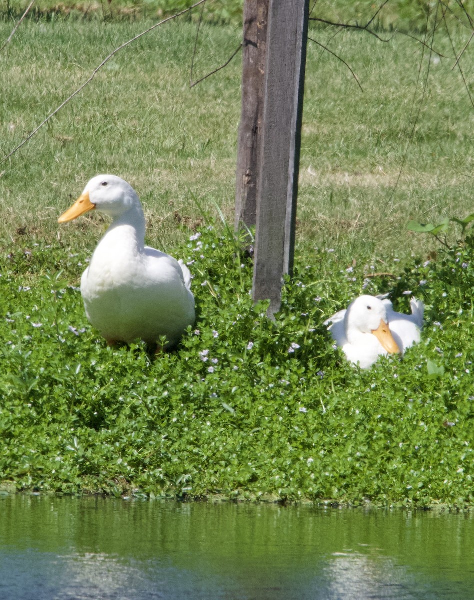 Тэжээмэл нугас - ML627386904