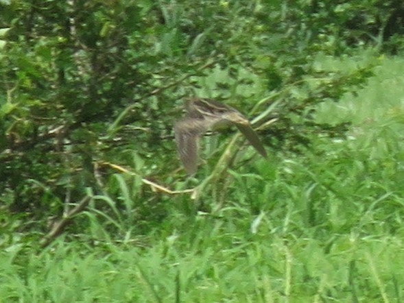 Pantanal Snipe - ML627387047