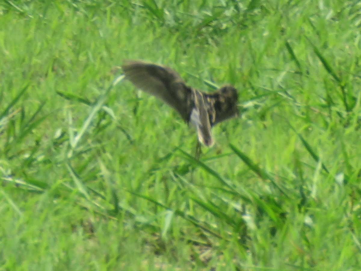 Pantanal Snipe - ML627387048